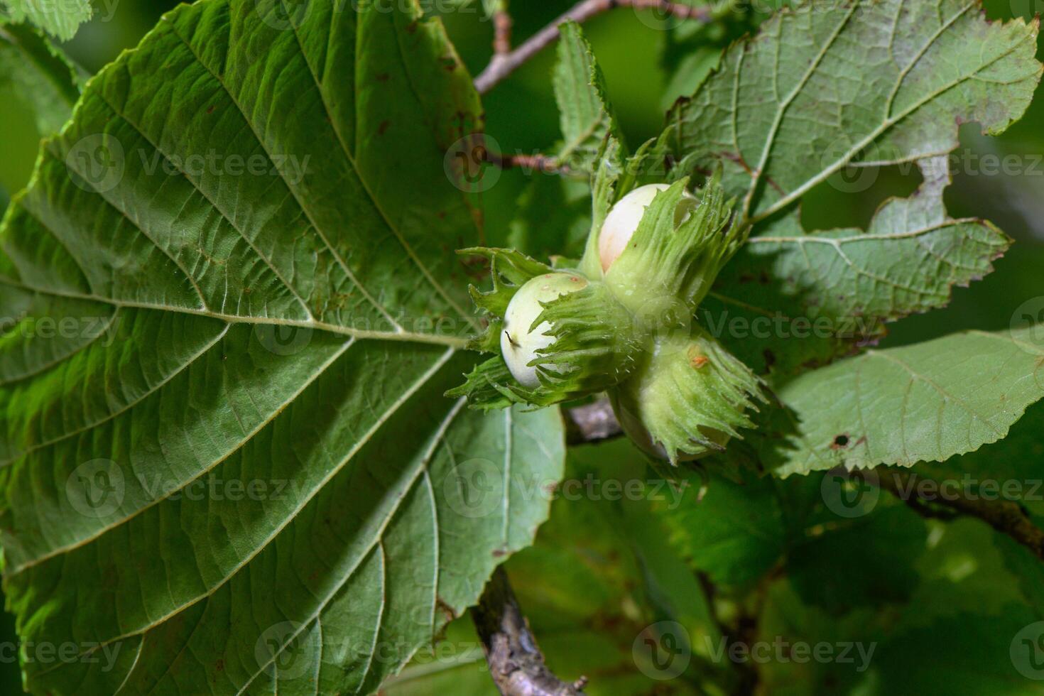 Nuts ripen on a hazel branch photo