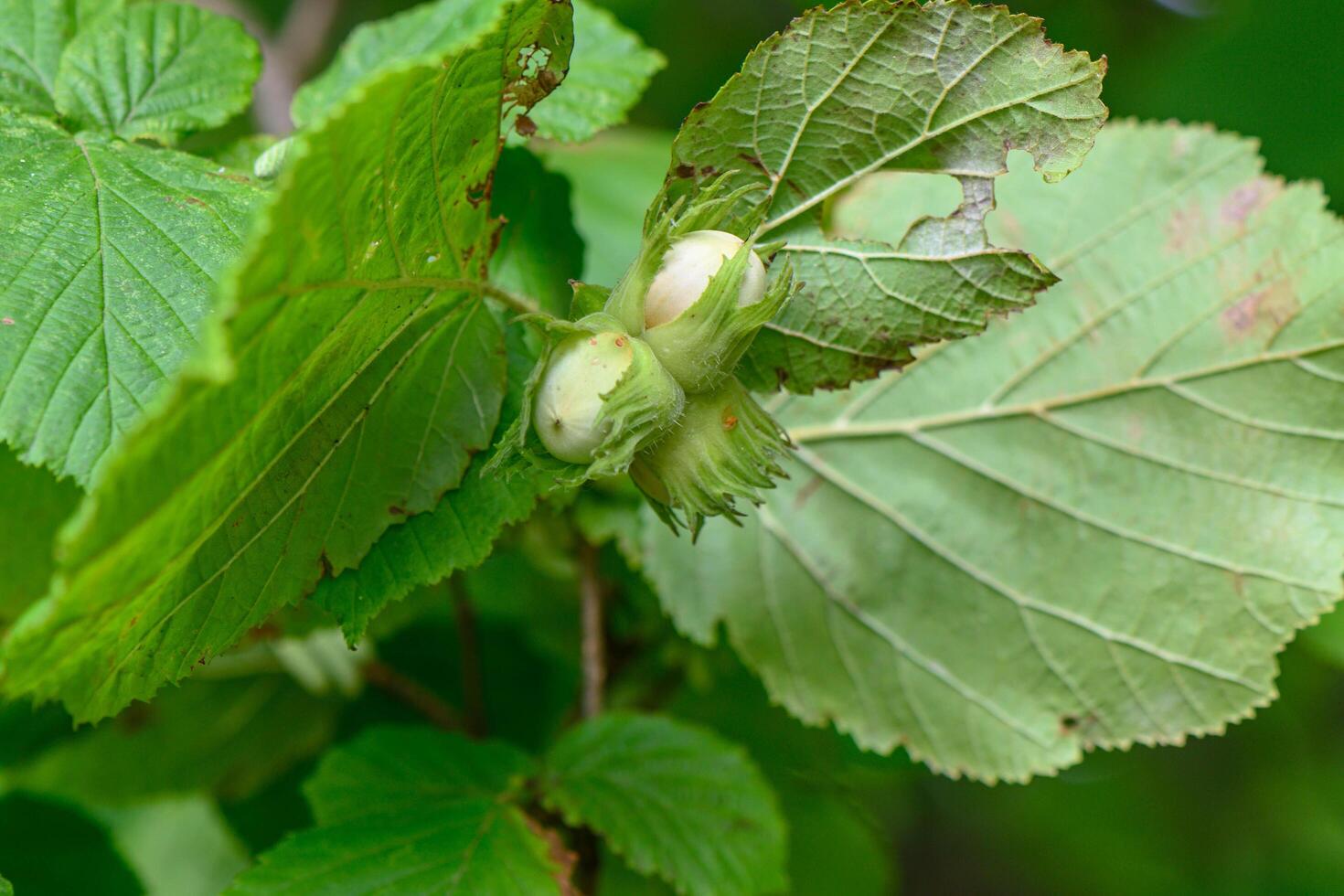 close up on bunch of unripe hazelnuts on a bush photo