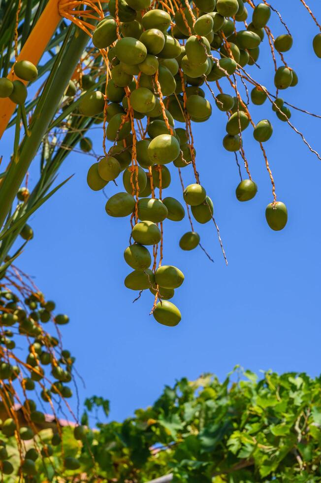 young green date fruits bunch hanging on date palm tree photo