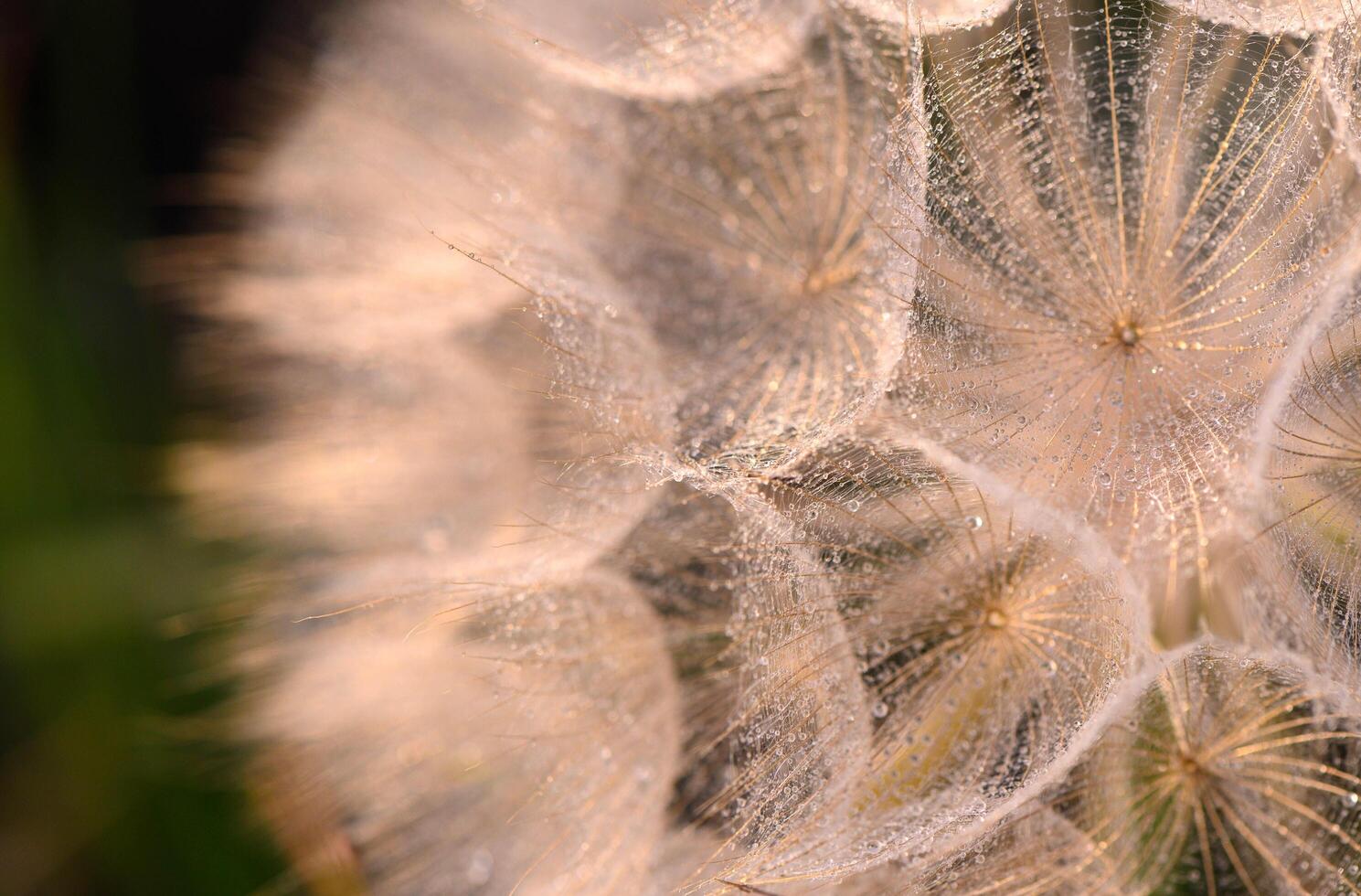 Macro nature. Dandelion close-up in the sun's rays photo