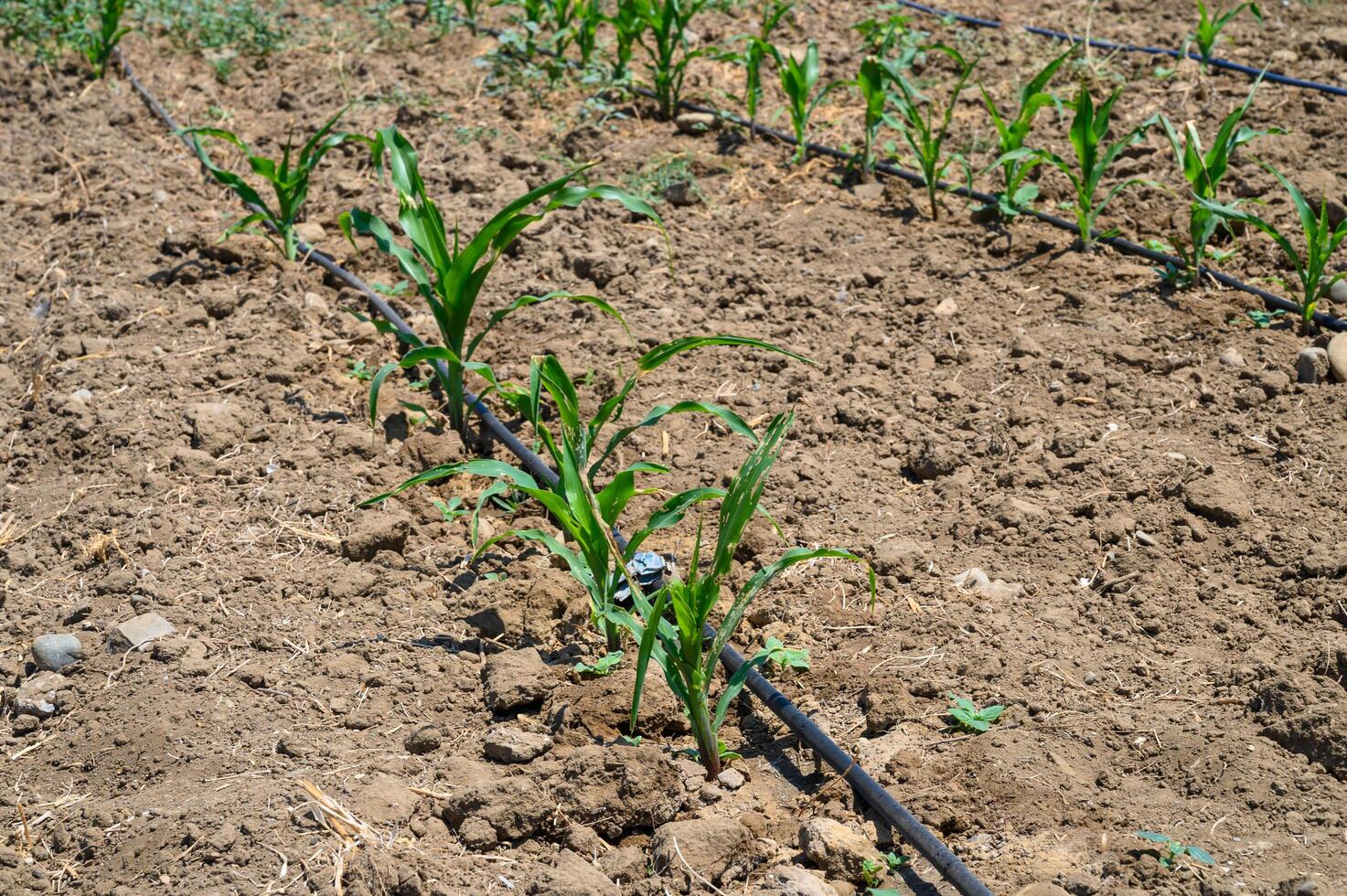 Farming. Drip irrigation on a field with young corn photo