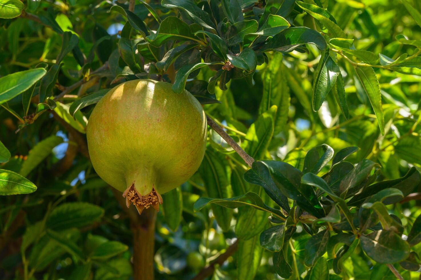 Green pomegranate dade hanging from branch in sunny orchard photo