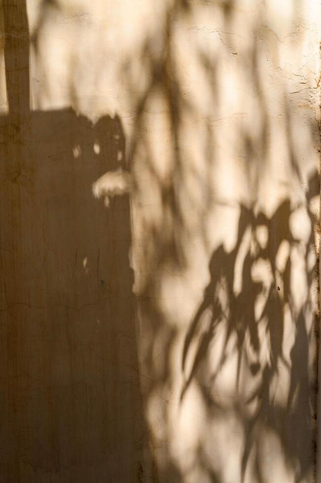 beautiful foliage of a tropical tree in the sunlight, shadow of the leaves on the table and a wall with space in the background photo