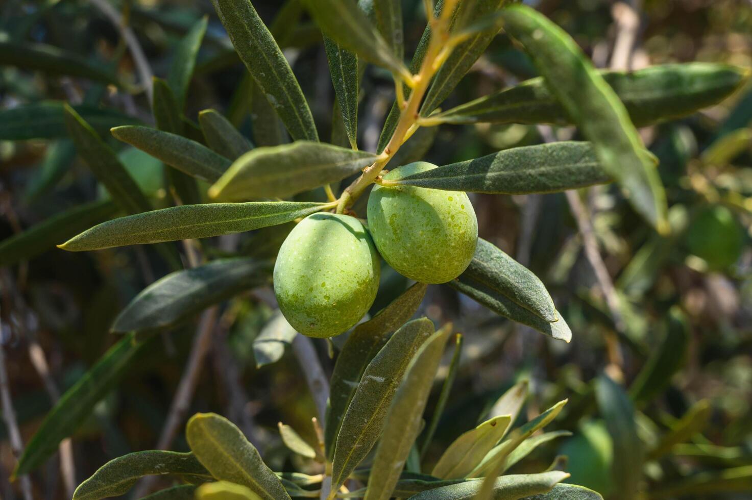 Detail of the branch of an olive tree with green olives photo