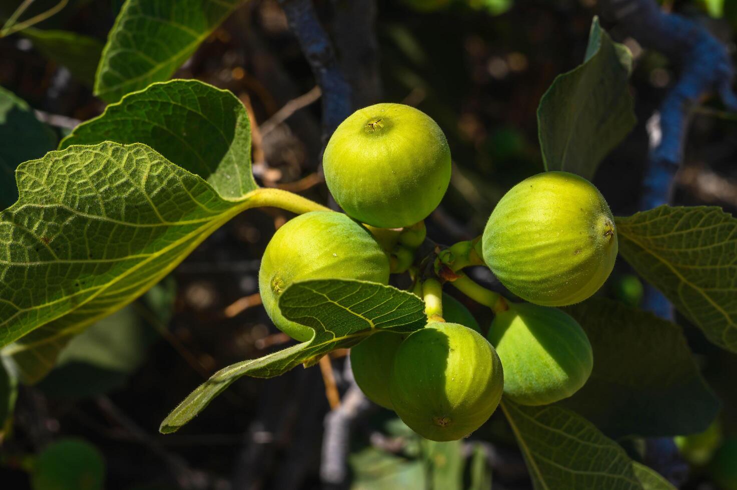 Green fig fruits on a branch of a wild fig tree photo