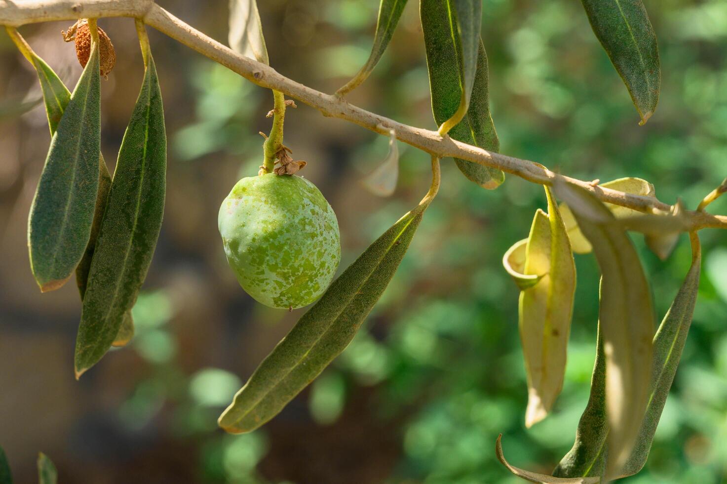Close up of green olives on a tree, ideal for food and agriculture concepts photo