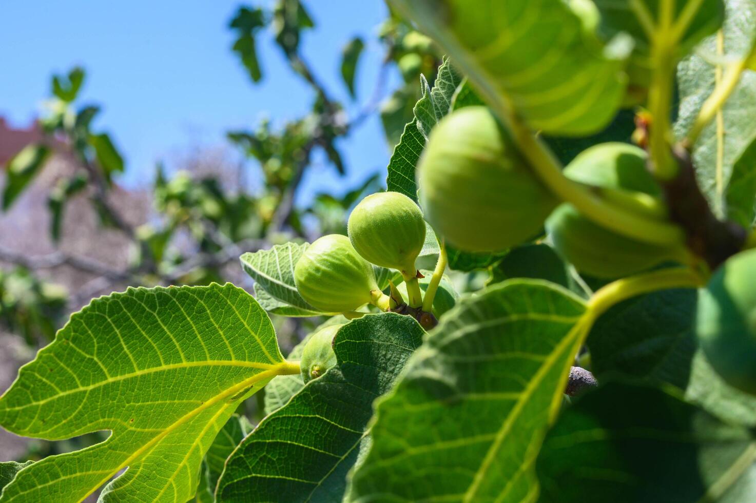 Close-up view of fresh green figs on the tree branch photo
