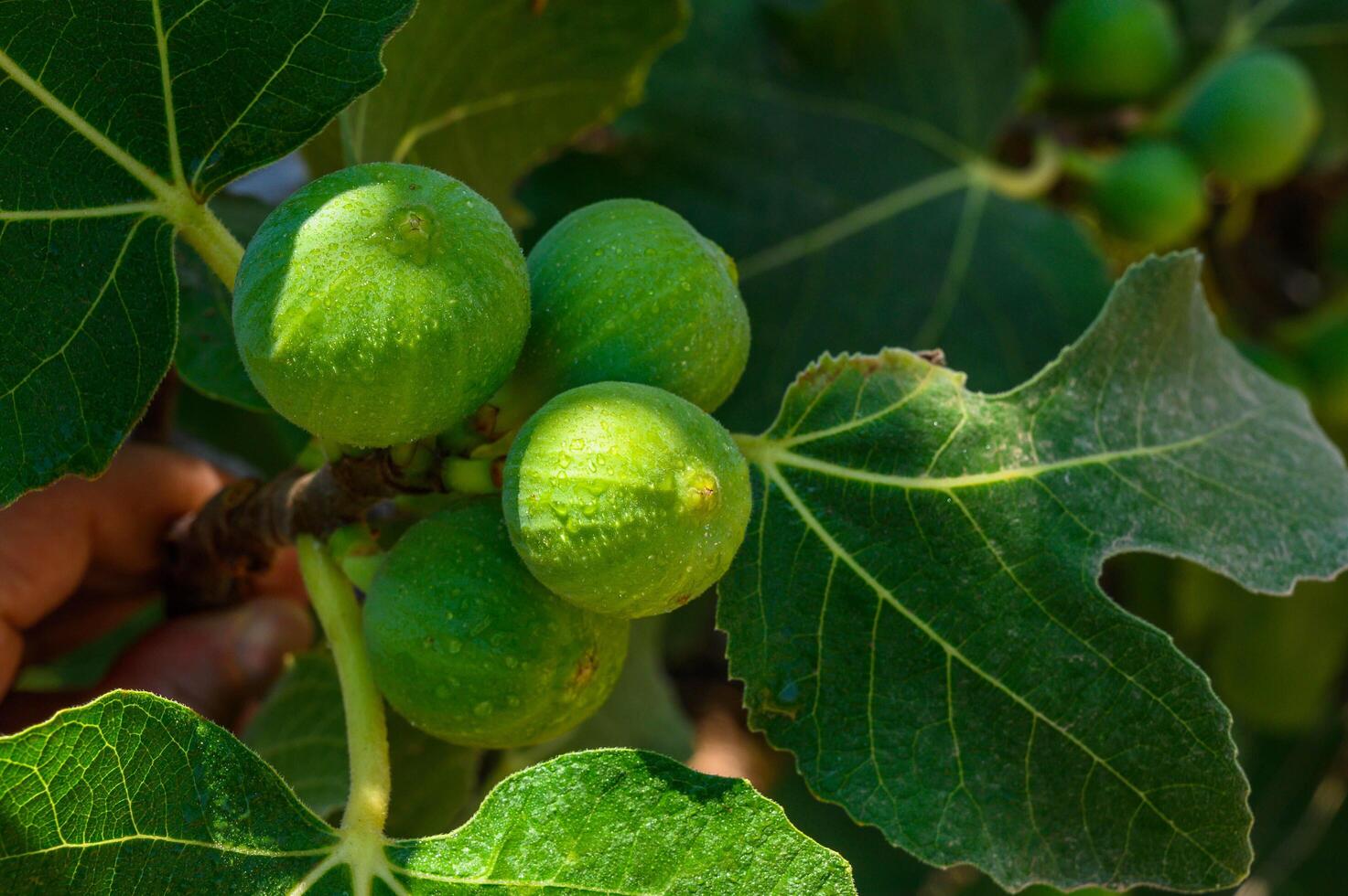 Figs hanging from a tree photo