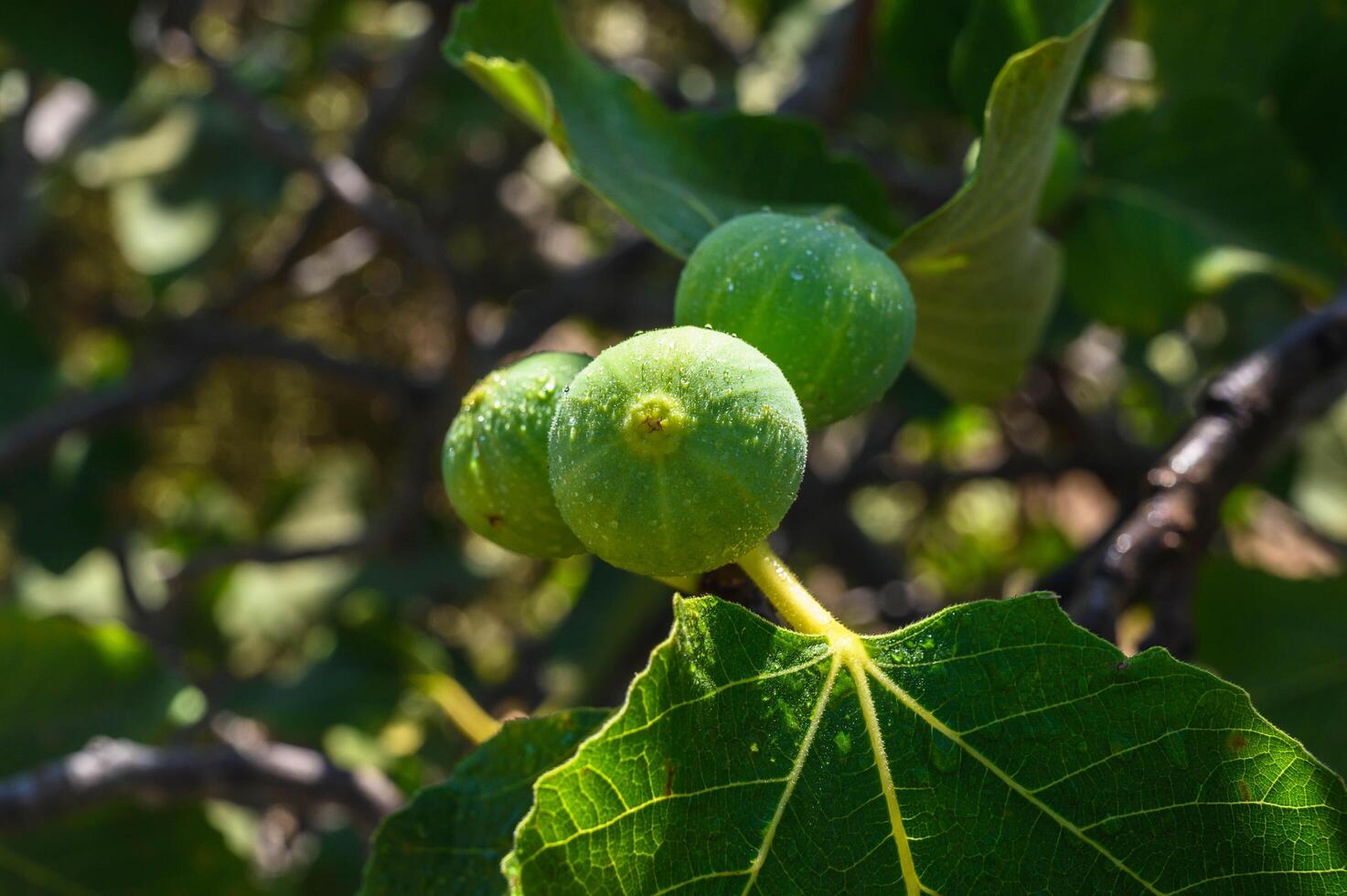 a fig tree with luscious figs hanging from its branches photo