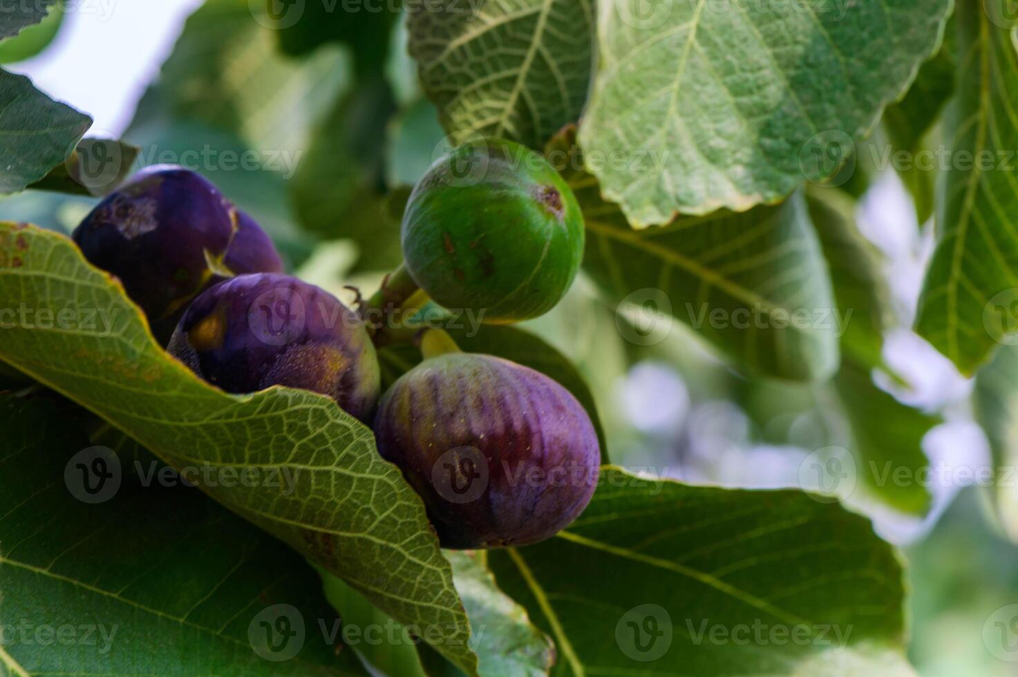 Close-up of ripe figs on tree branch with green leaves photo