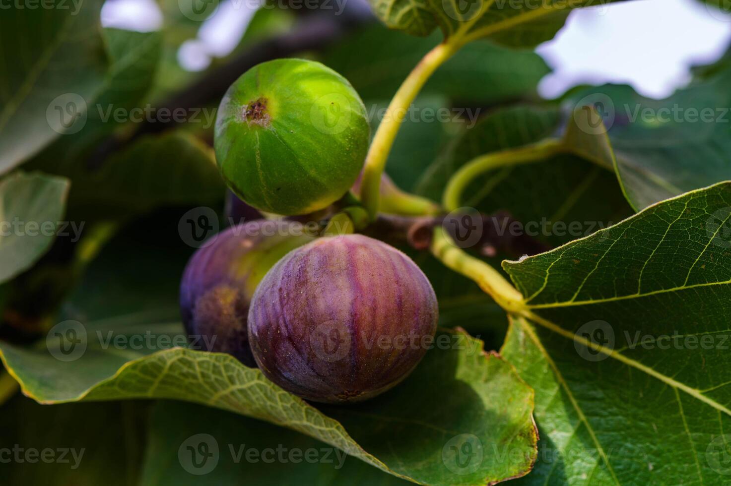 Figs hanging from a tree photo