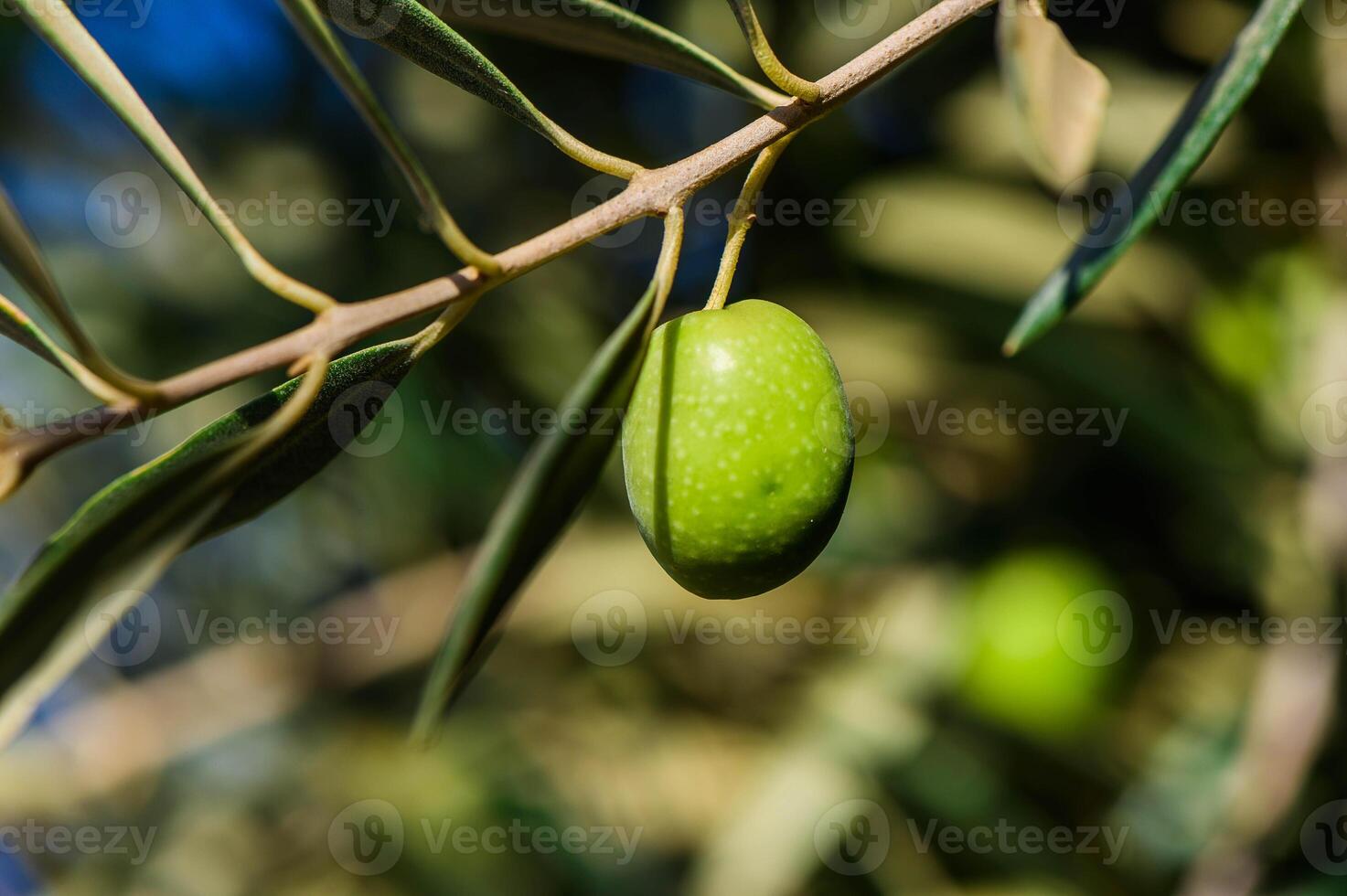 Closeup of olive fruit on tree branch. Olive garden and sunlight background design. photo