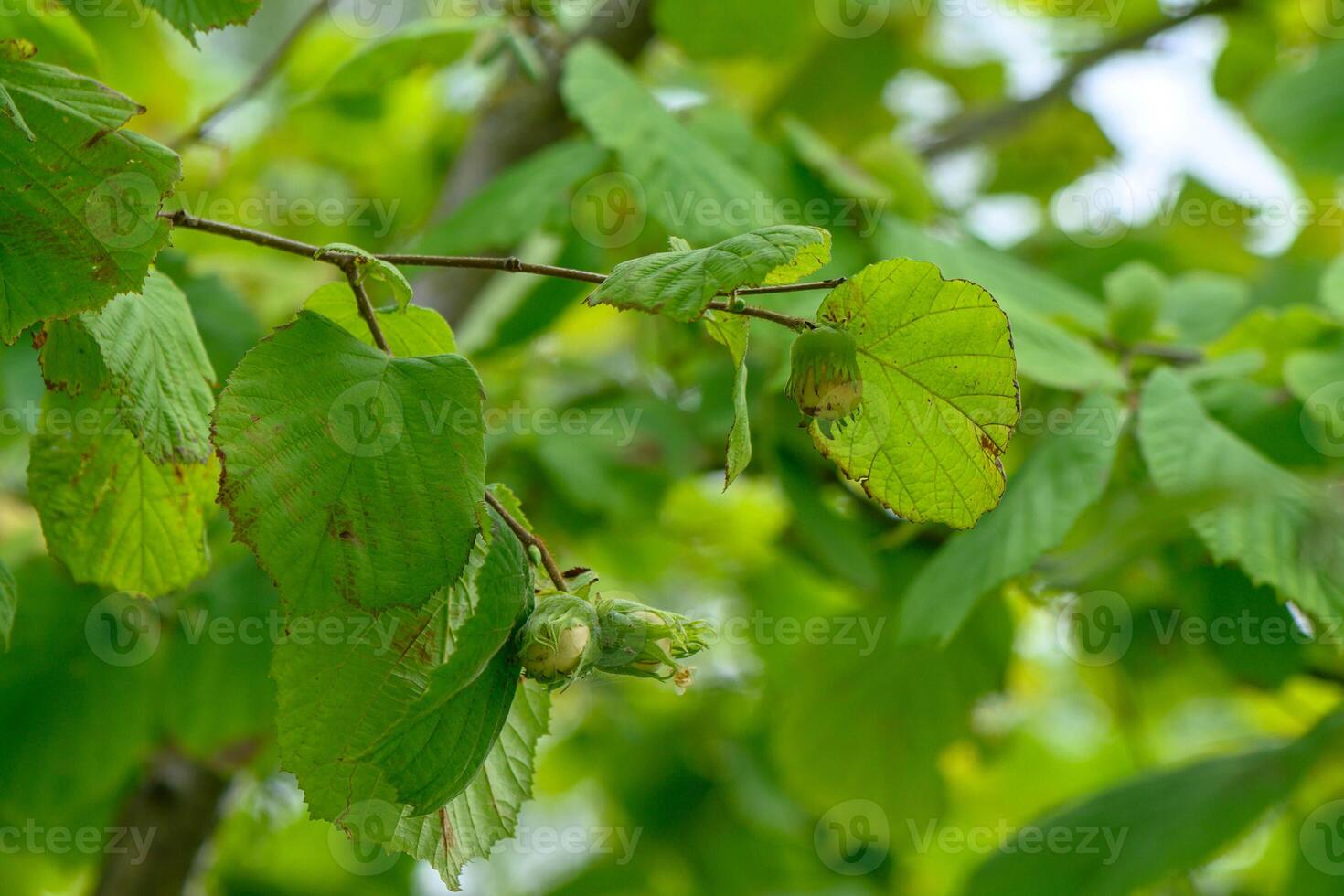 Hazelnut with leaves on the tree. photo