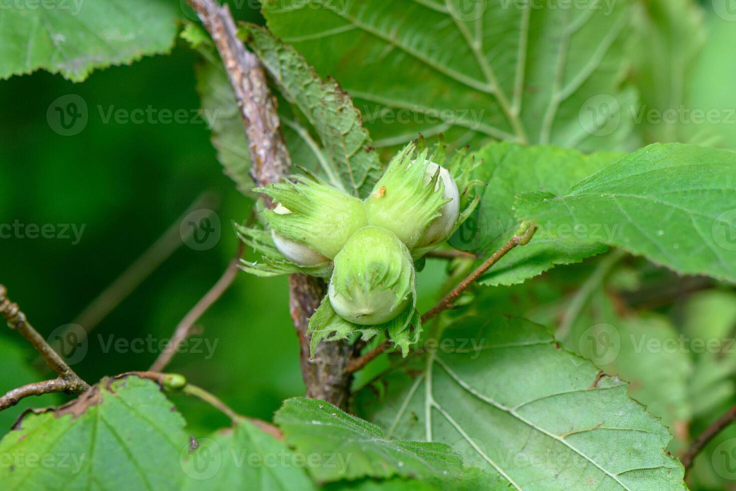 Green hazelnuts are growing on the tree. photo