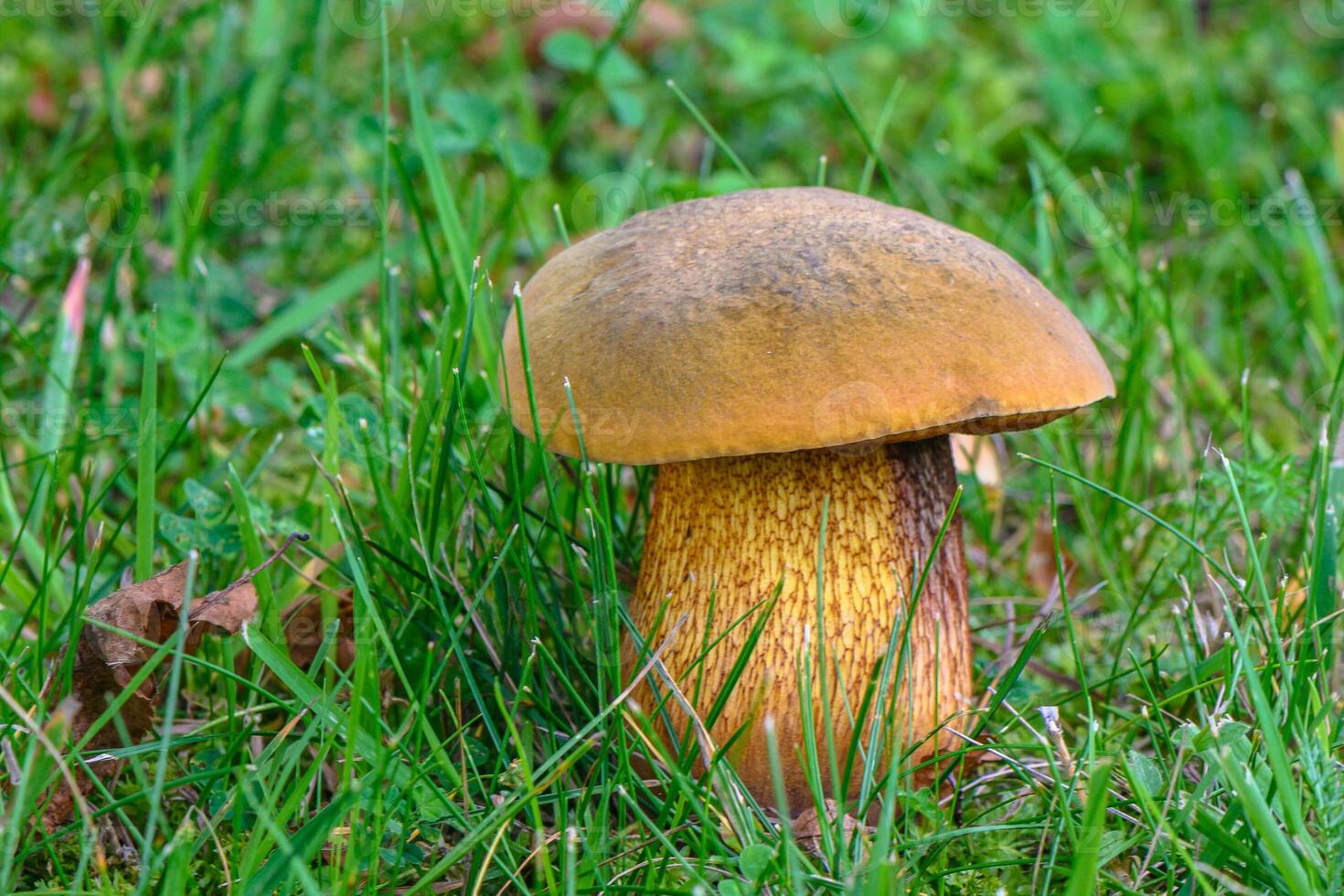 Boletus edulis mushroom growing in forest photo