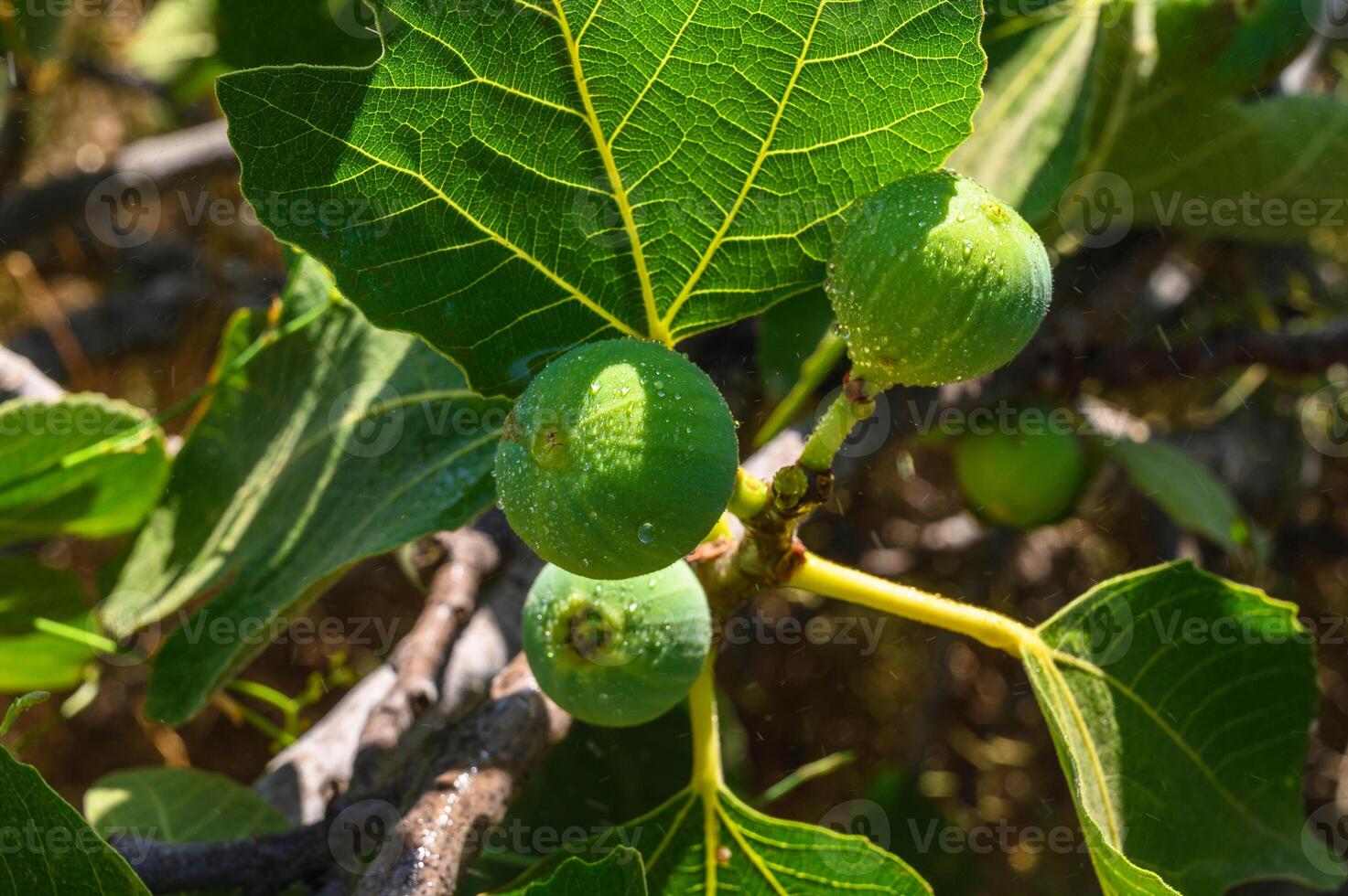 Close-up of a fig on tree photo