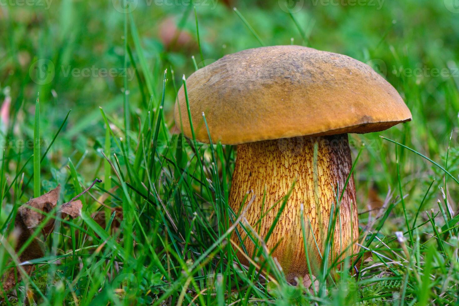 Boletus edulis mushroom growing in forest photo