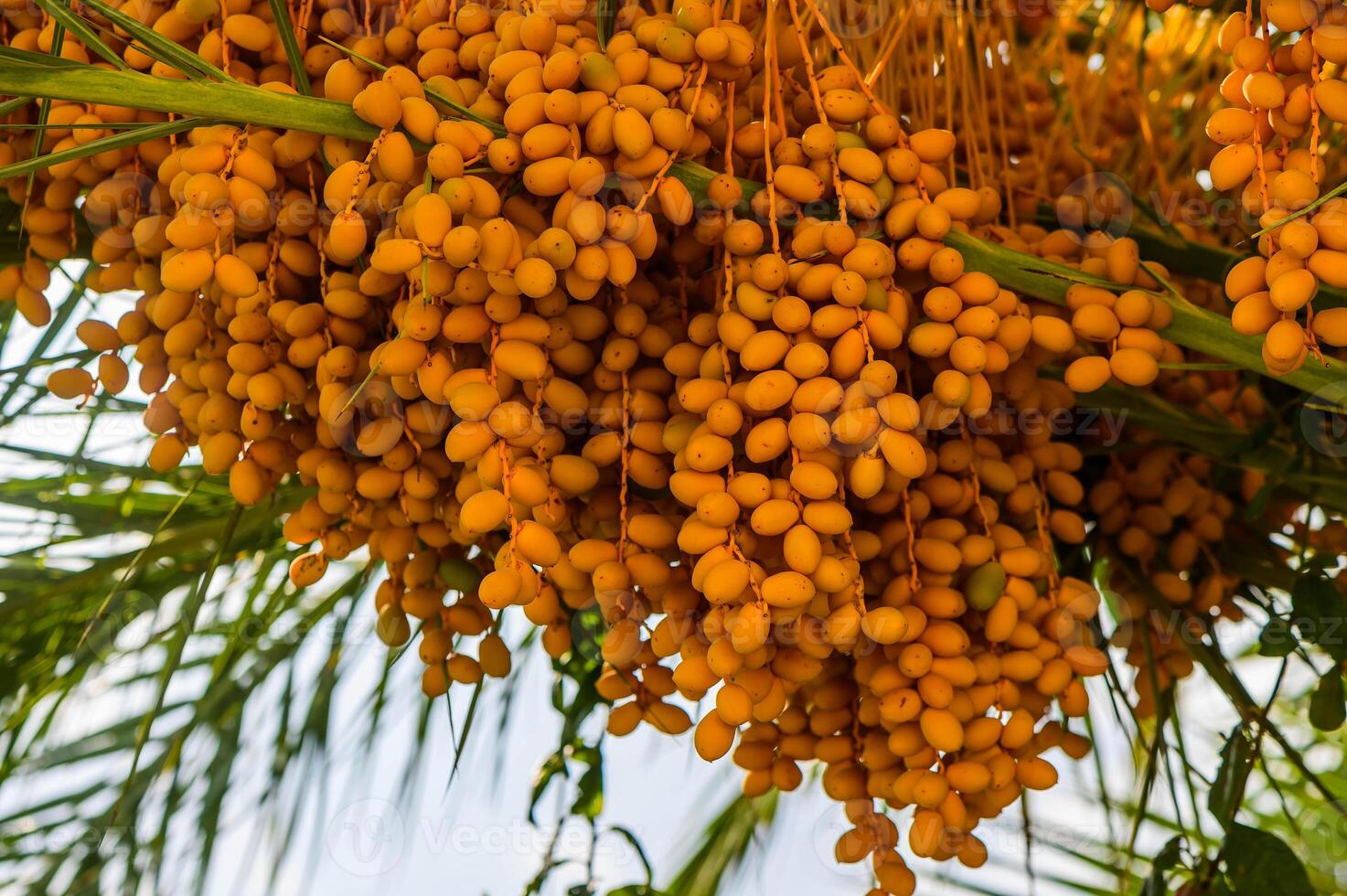 Fresh Dates hanging on the Date tree photo