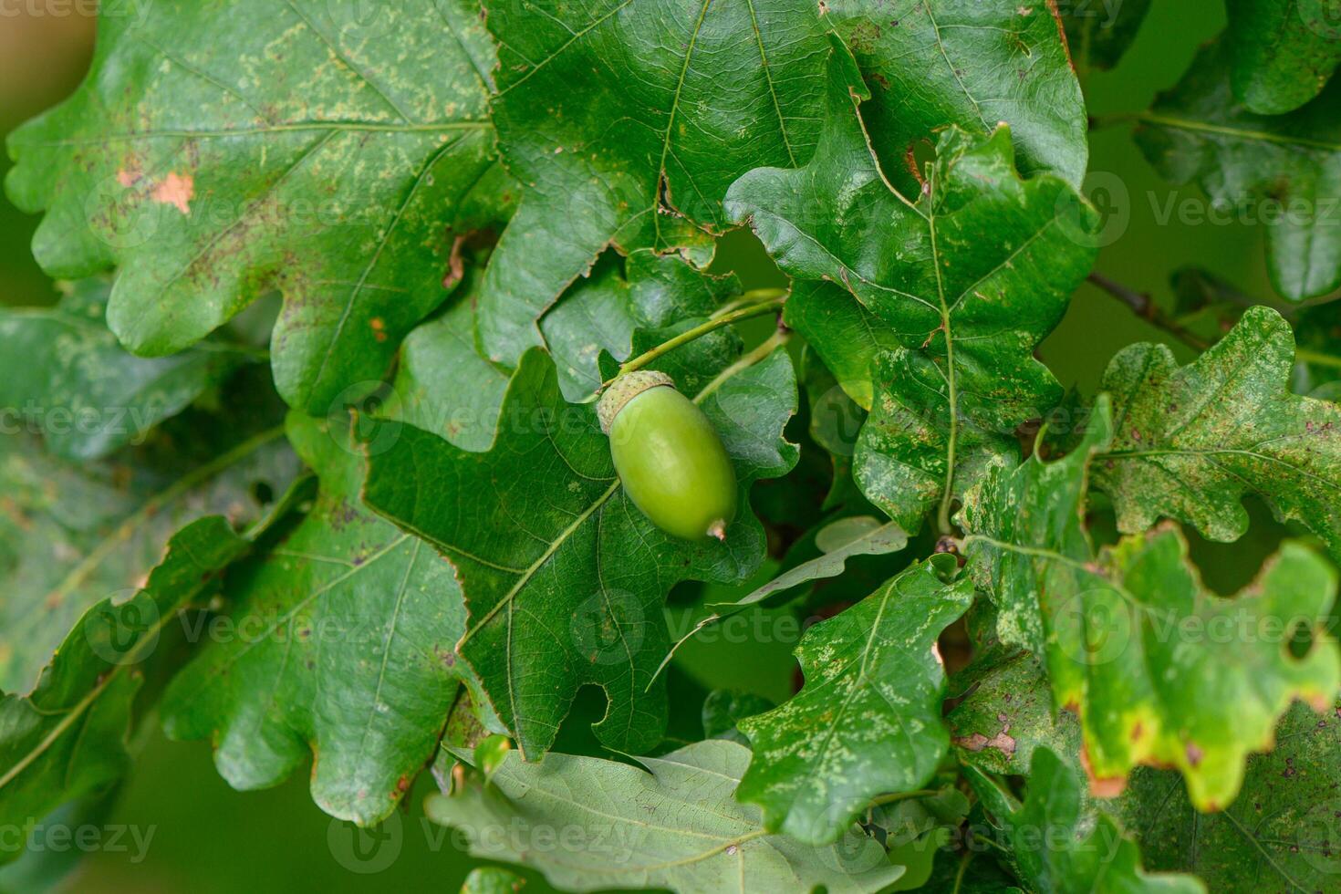 Green acorn on a tree. photo