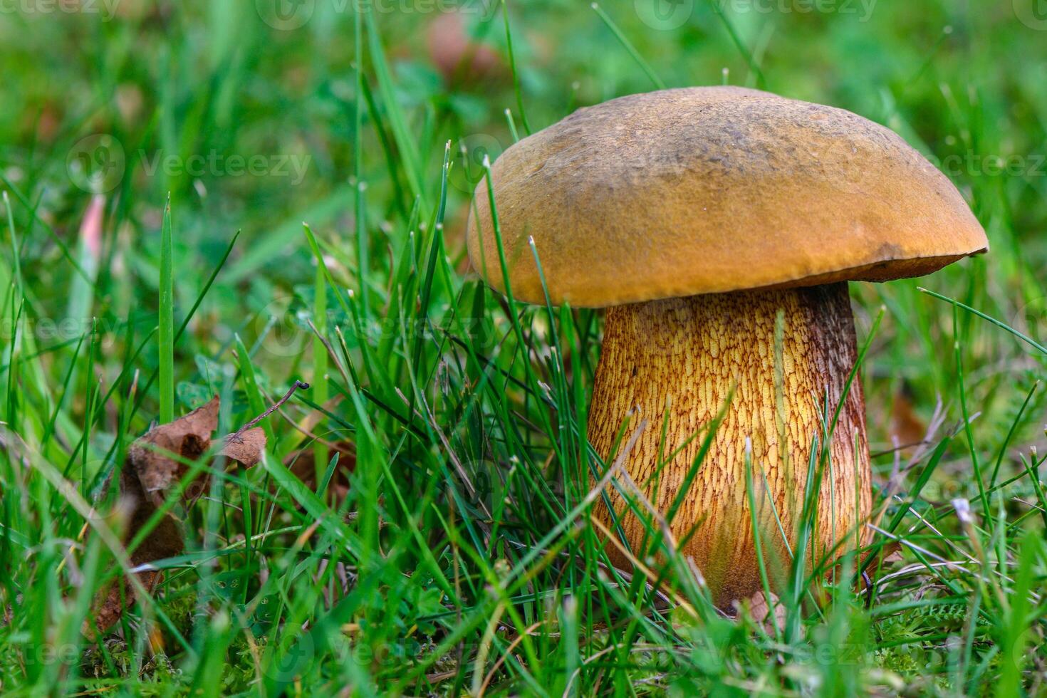 Beautiful white mushroom boletus grows in the forest photo