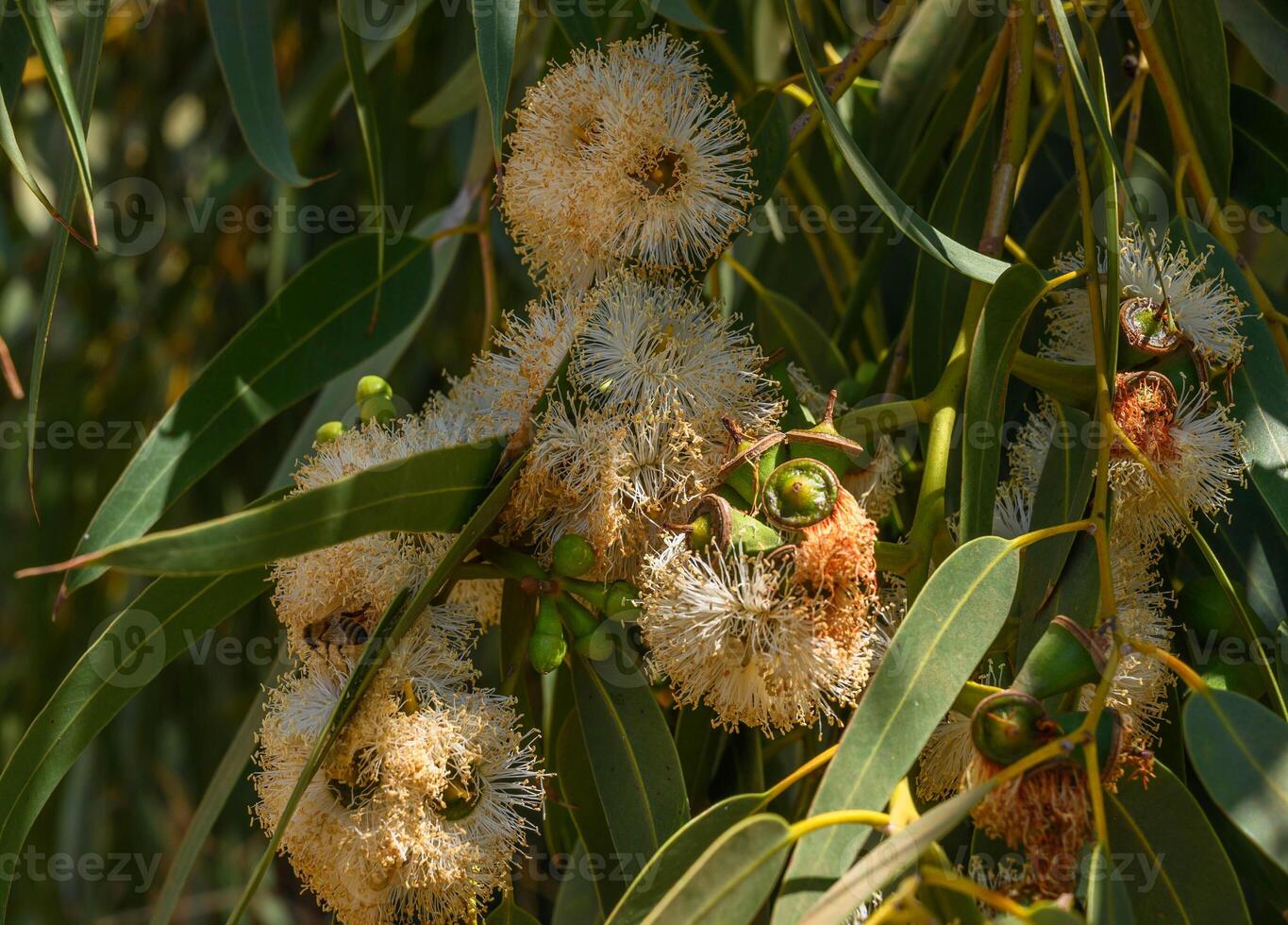 A Gum blossom drooping from its branch photo