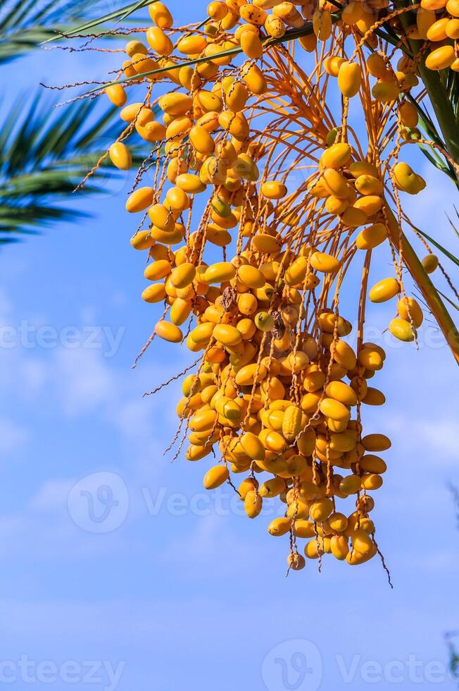 Dates on a palm tree. photo