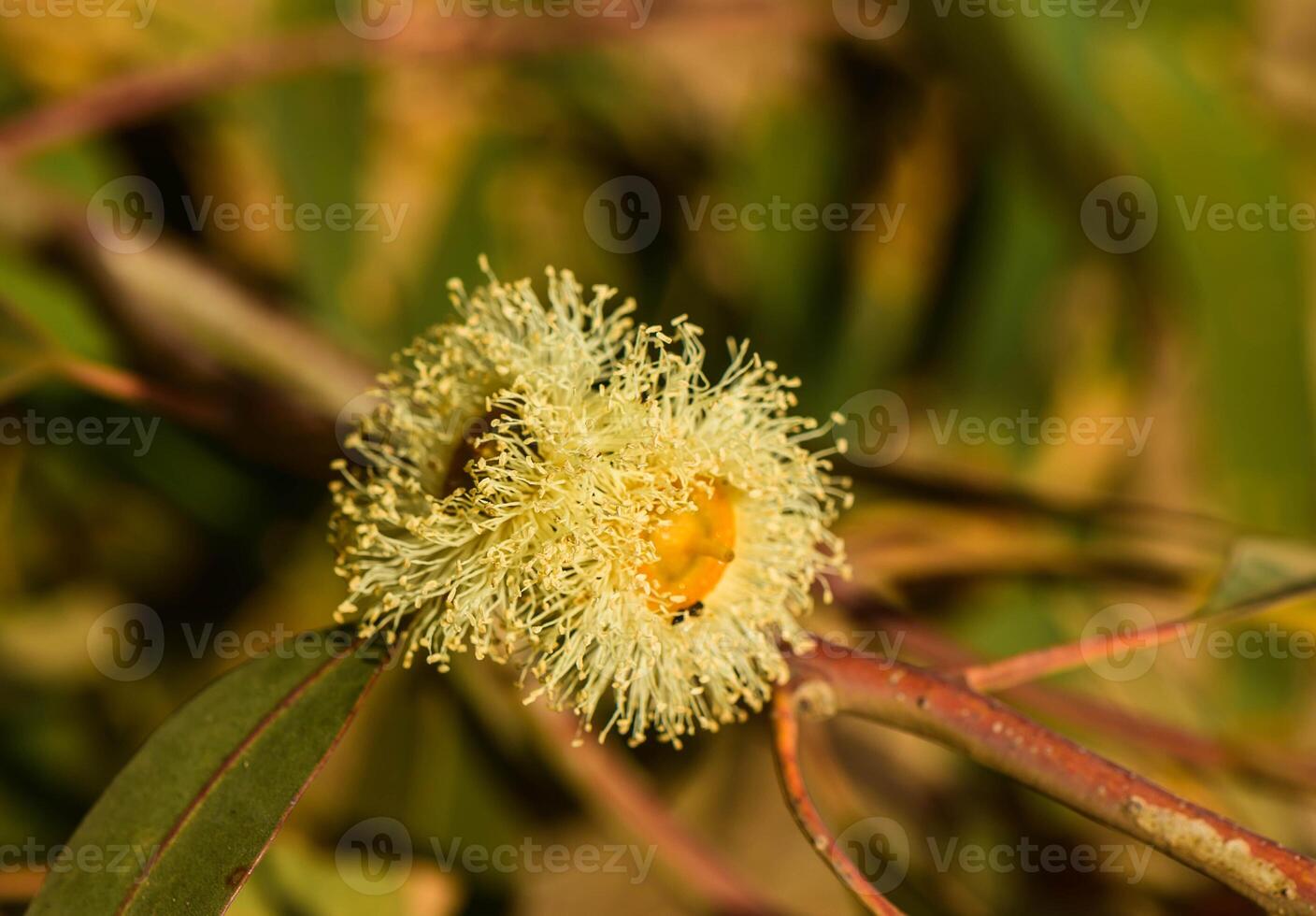 a bee pollinates eucalyptus flowers in Cyprus photo