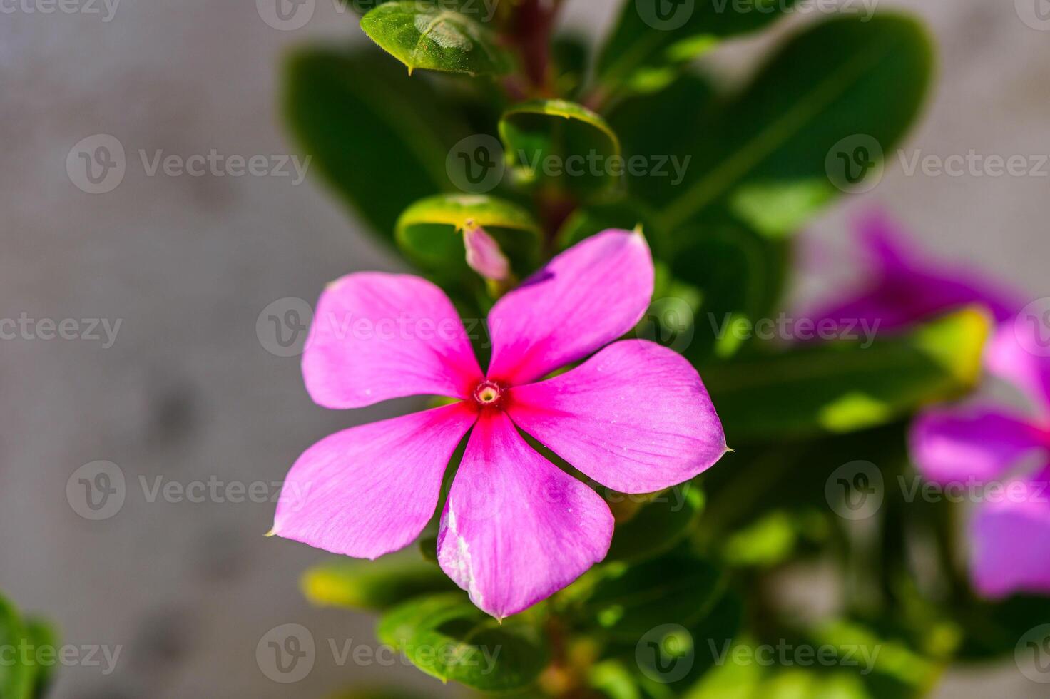 pink flowers in the garden photo