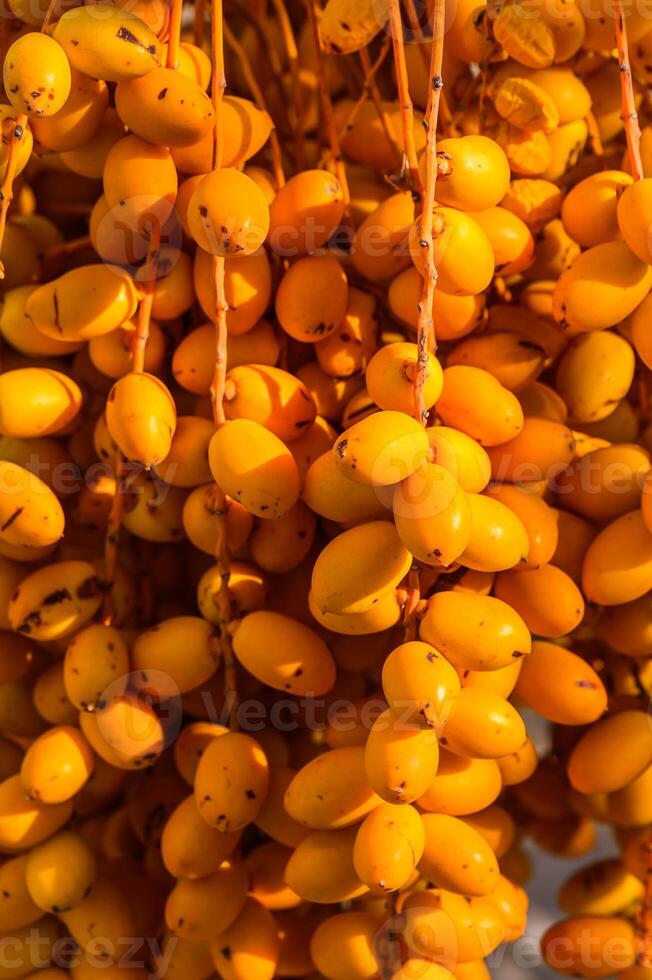 Date palm tree with date fruits on it photo