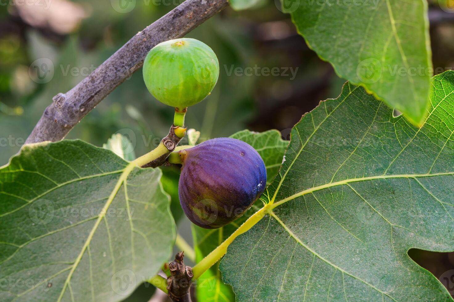 Close-up of ripe figs hanging on a branch of a fig tree , figs, tree, branch, ripe, fruit, green, leaves, nature, harvest photo