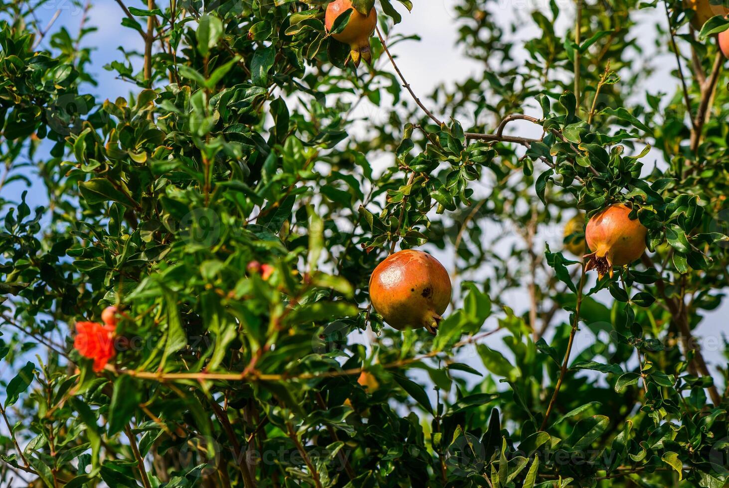 Ripe pomegranate fruit on tree branch photo