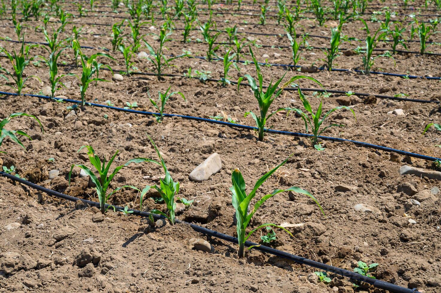 Young shoots of corn on a field with drip irrigation photo