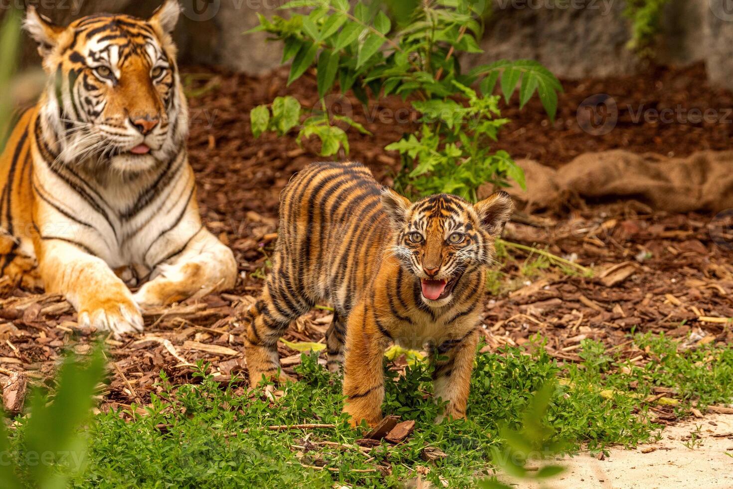 Tiger cubs playing with his mother,sumatra tiger Panthera tigris photo