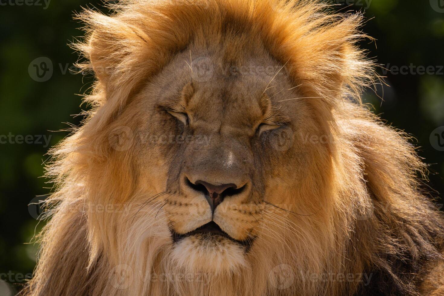 close-up image of a lion's head. expression is calm and majestic, showing off the fine details of its fur and features. photo