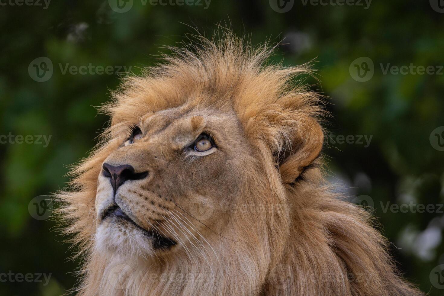 close-up image of a lion's head. expression is calm and majestic, showing off the fine details of its fur and features. photo
