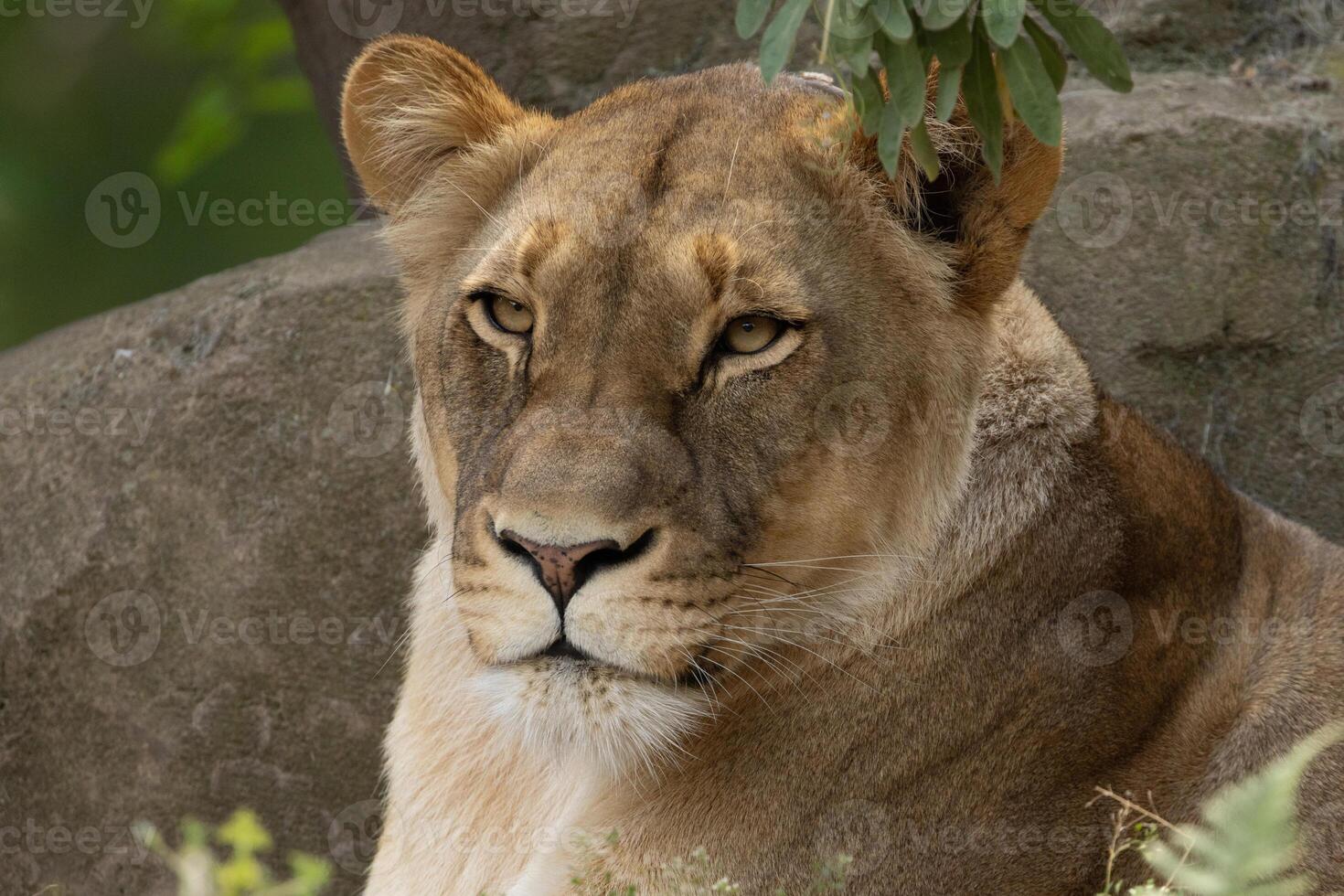 portrait of an adult beautiful lioness resting on a large stone. photo