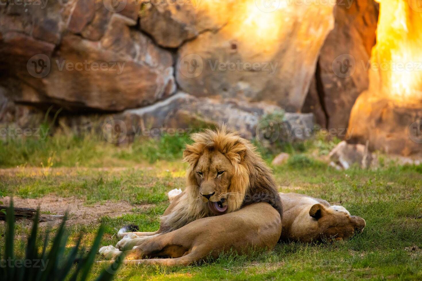 Pair adult Lions playing in zoological garden photo