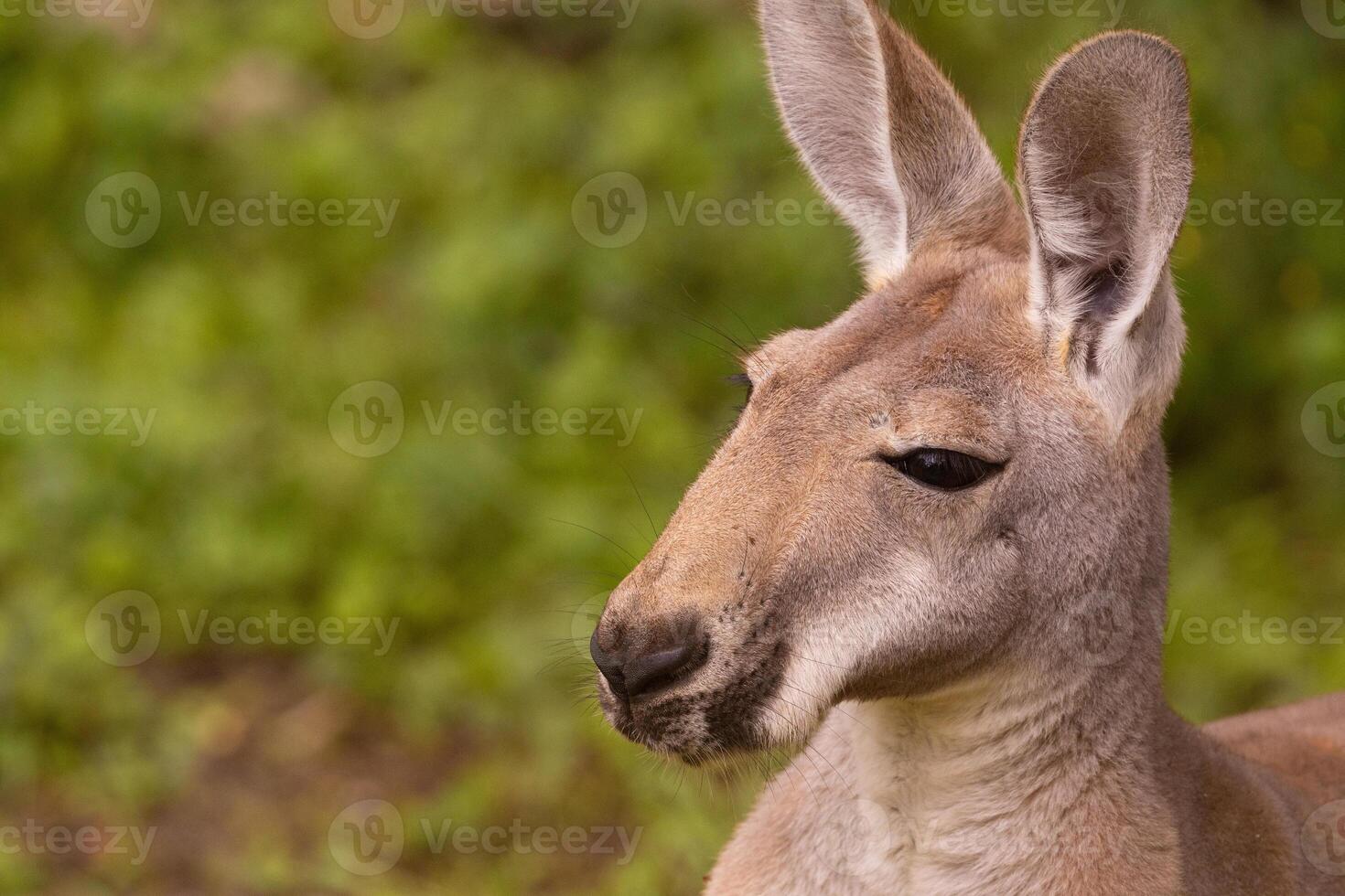 Portrait of an Australian medium sized kangaroo in selective focus photo