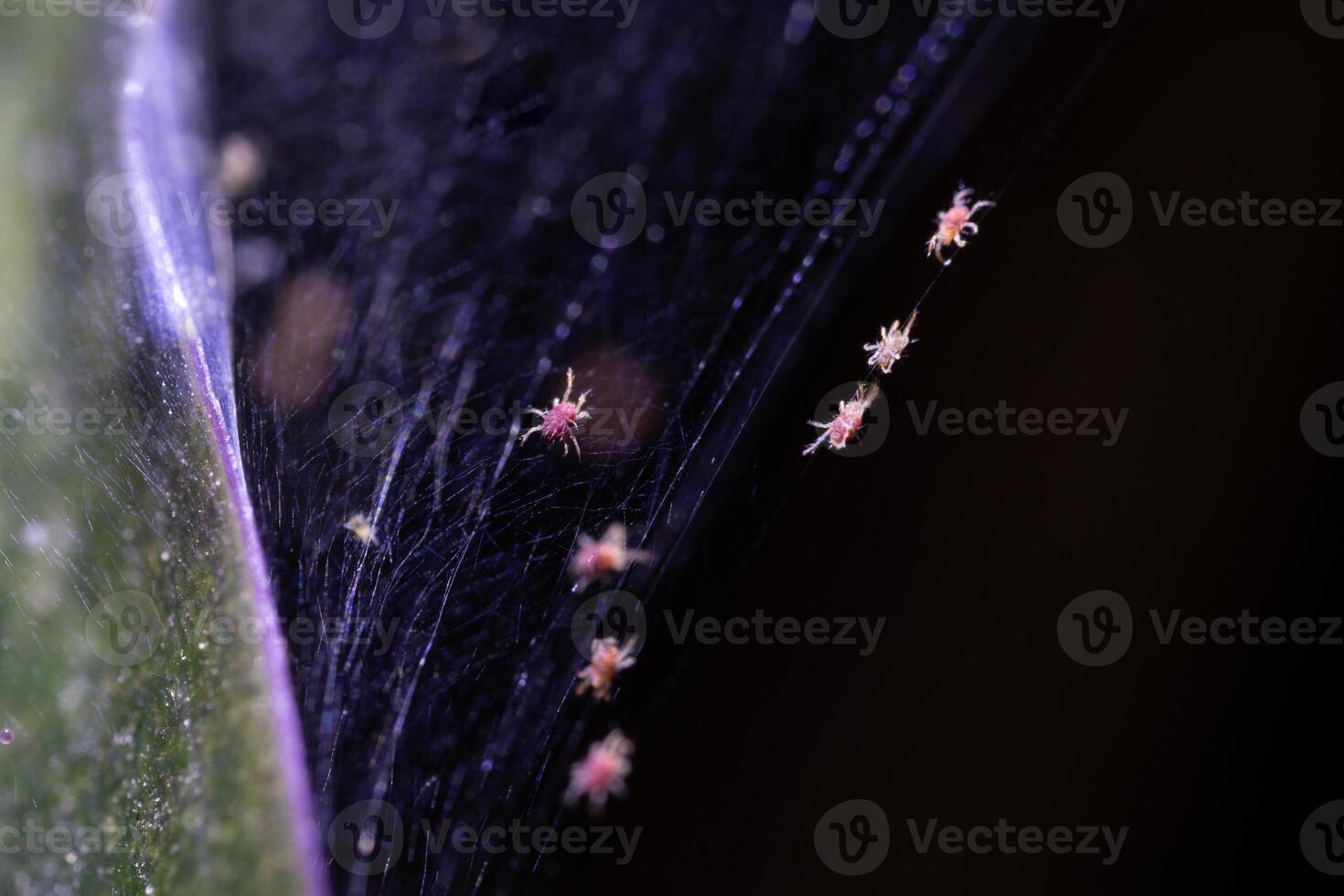 Tetranychus urticae red spider mite or two-spotted spider mite photo