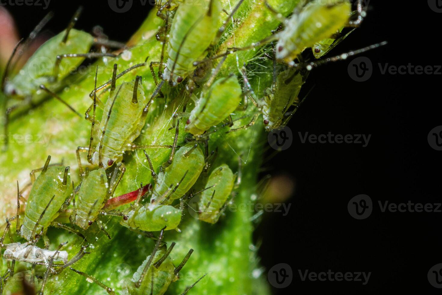 closeup of colony of aphids sucking on rosebud photo