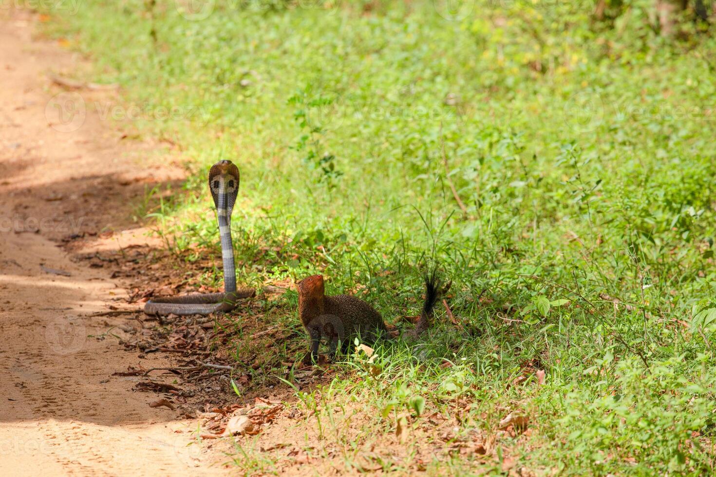 mongoose fights with an aggressive cobra in the wild photo