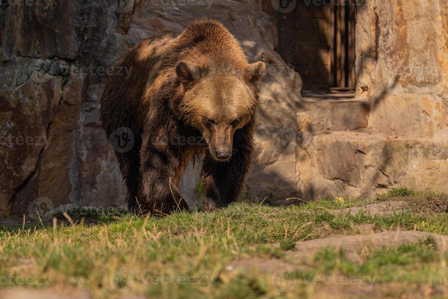 Brown Bear majestic, big powerful mammals photo