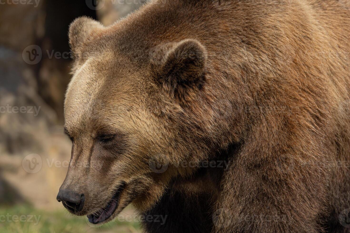 Brown Bear majestic, big powerful mammals photo