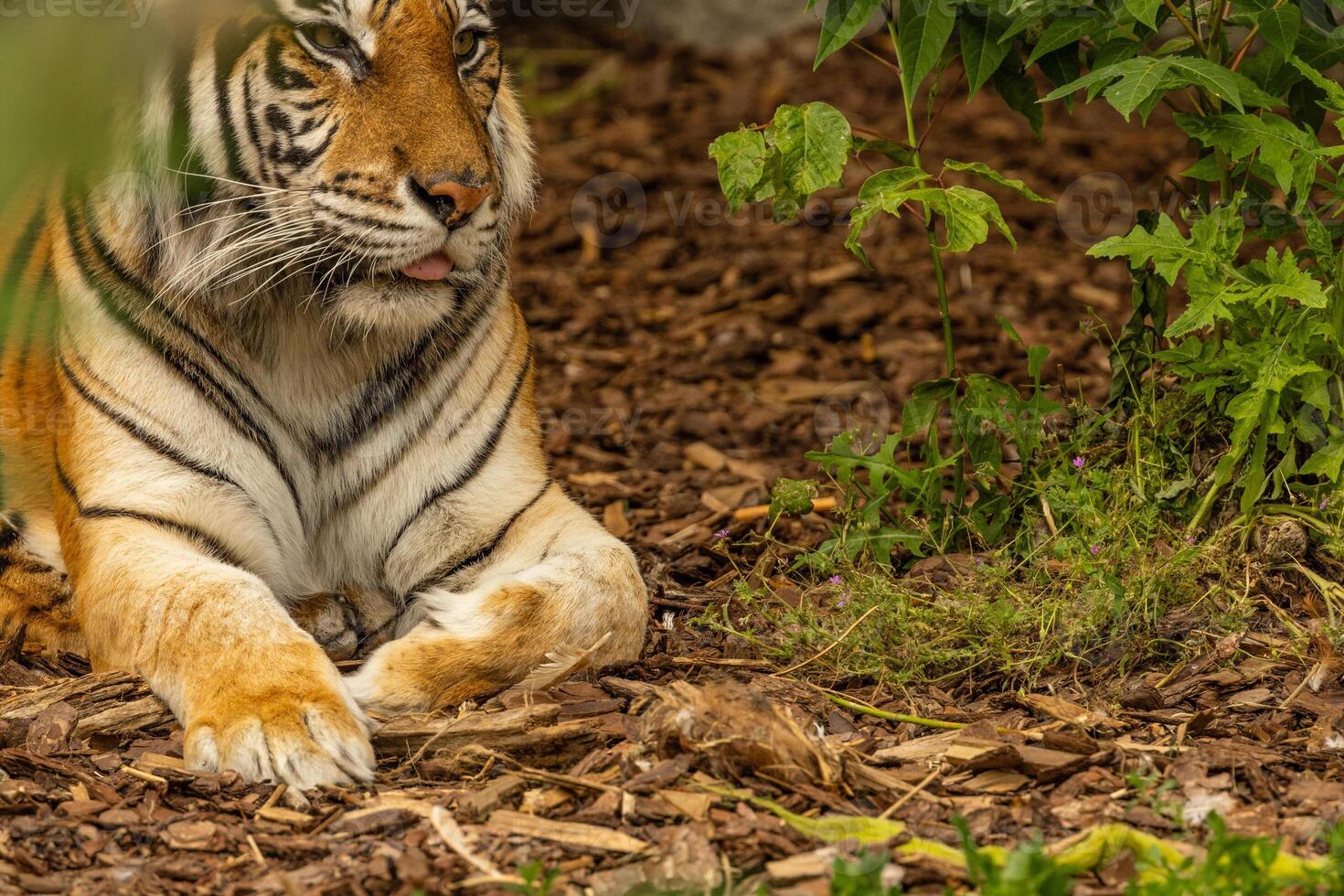 Tiger cubs playing with his mother,sumatra tiger Panthera tigris photo