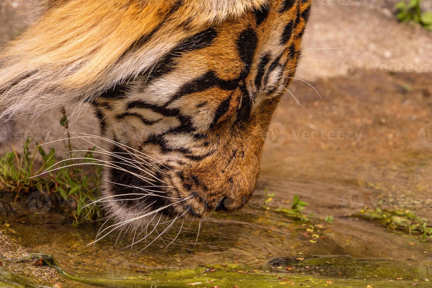 Tiger cubs playing with his mother,sumatra tiger Panthera tigris photo