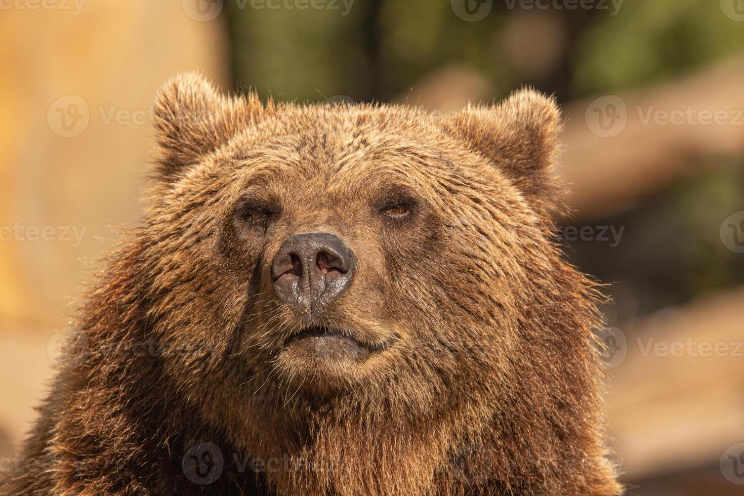Brown Bear majestic, big powerful mammals photo