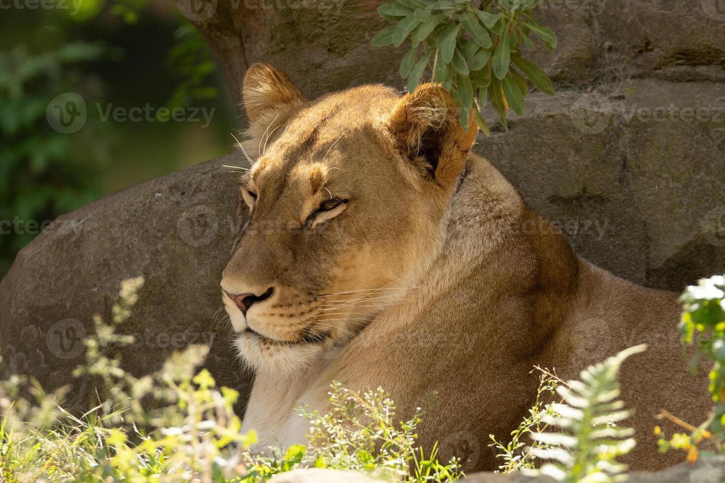 portrait of an adult beautiful lioness resting on a large stone. photo