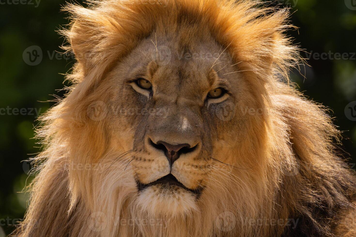 close-up image of a lion's face. expression is calm and majestic photo