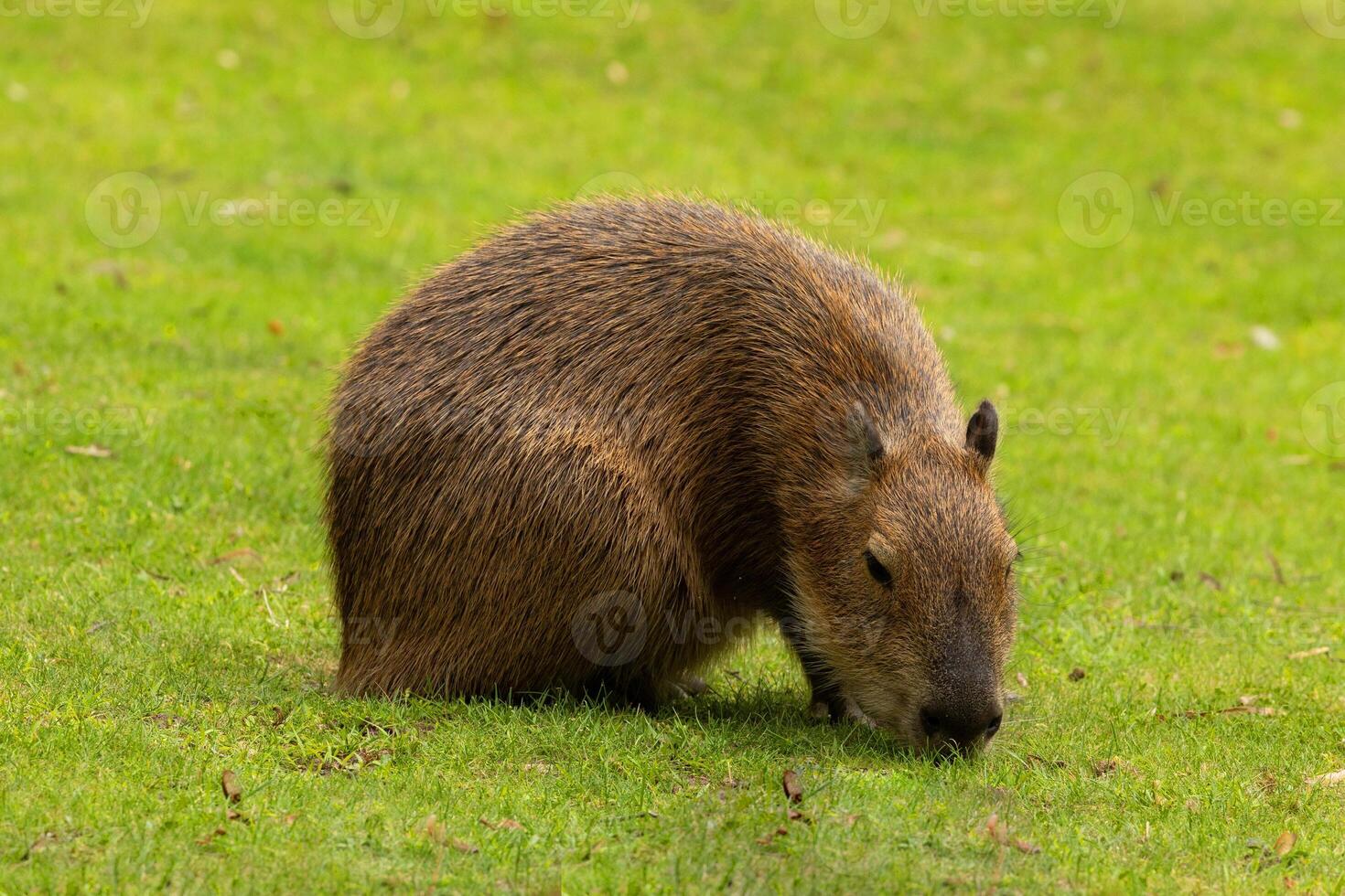 Capybara Kapibara Hydrochoerus hydrochaeris photo