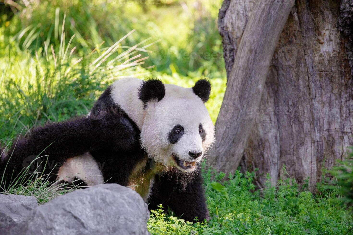 cheerful playing pandas on green lawn photo